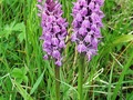 Storczyk plamisty, kukułkę plamistą (Dactylorhiza maculata) z kwiatostanami można zobaczyć wiosną. Fot. Peter Zschunke, źródło: www.flickr.com, dostęp: 30.09.2015
